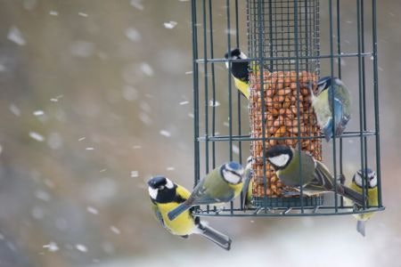 Caged Bird Feeders Guard Against Large Intruders