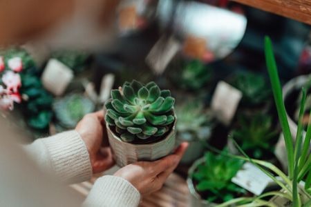 Check the Pot’s Dimensions to Ensure a Good Fit for Your Plants