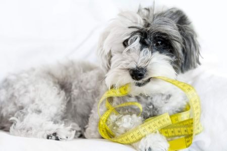 Choose a Size That's 5 - 7.5 CM More Than Your Dog's Height for a Soft Sided Carrier, or 7.5 - 13 CM More for Hard-Sided