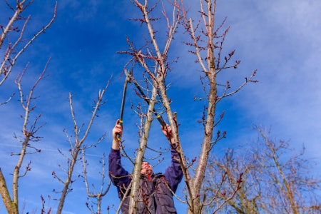 Purchase Handheld Shears for Pruning, Standard Handles for Hedges, and Telescopic Shears for Hard to Reach Places
