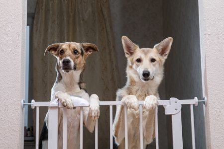 Pick a Gate That's Approximately 80 cm in Height to Deter Your Dog From Attempting to Leap Over the Top