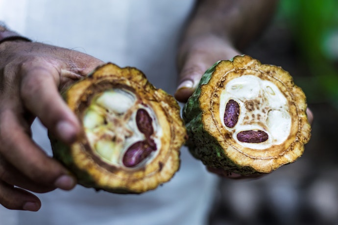 Chocolate That’s Organic, Fairtrade and Single Origin Is the Best Option When It Comes to Ethical Practice and Flavour