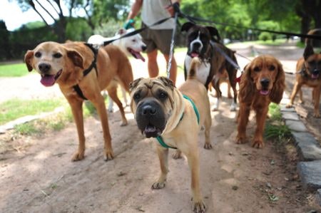 Try a Multiple Dog Leash if You’re Walking More Than One Dog