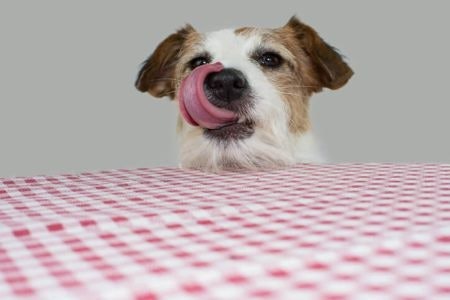 Look For Flavoured Supplements That Resemble Treats to Encourage Your Dog to Take Them