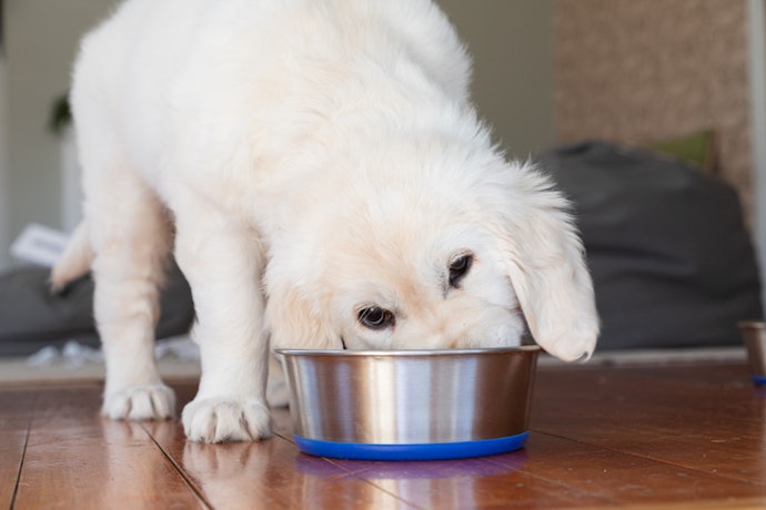 Pick Complete Foods for a Full Nutritional Profile or Complementary if You Want to Incorporate Dry Food