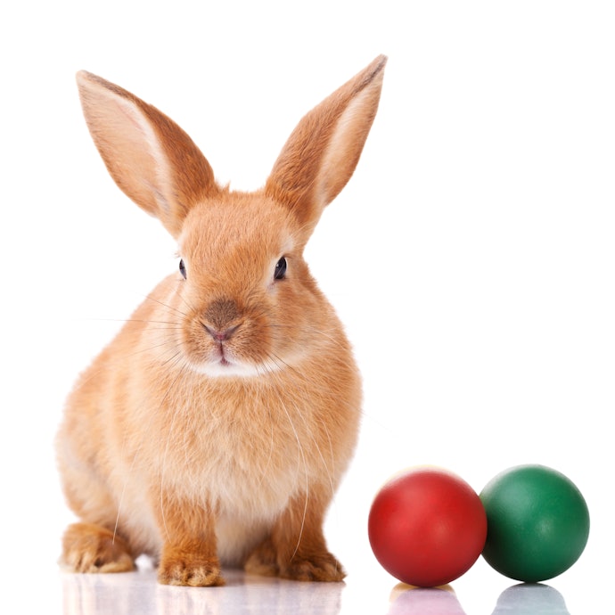Check the Dimensions Against the Size of Your Rabbit to Make Sure It’s Not Too Small