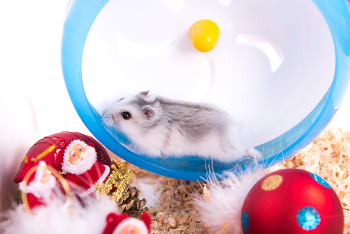 Seek Out Cages That Come With Additional Accessories, Like a Nest, Wheel or Sand Bath