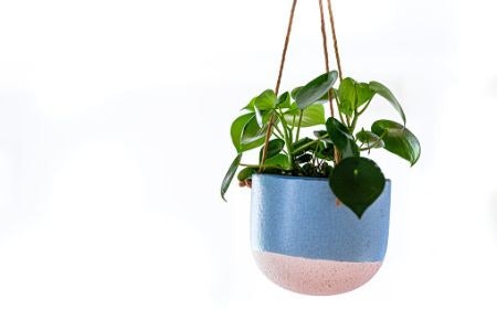 Decide Between a Free-Standing or Hanging Plant Pot, Depending on How Much Space You Have