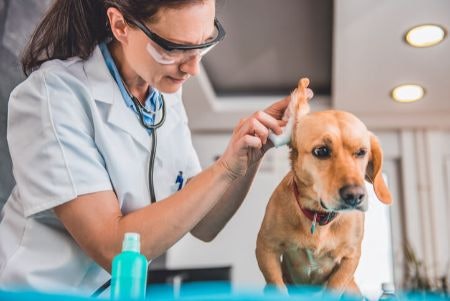 Consider Which Type of Ear Cleaner Will Be the Easiest to Apply and Ensure That It Suits Your Pet’s Specific Needs