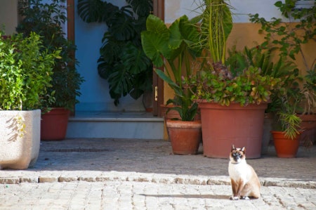 Opt For Large Plants to Fill Big Empty Spaces, or Pick Small Varieties for More Compact Areas