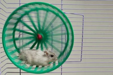 Ensure Your Hamster Won’t Keep You up All Night by Opting for a Quiet or Ball-Bearing Wheel