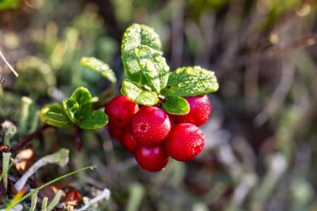 Go For an Organic Cranberry Juice to Avoid Chemical Fertilisers or Pesticides
