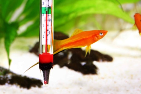 Use Heaters to Maintain a Temperature Between 25 - 27°C and Look for Additional Accessories Like Filters, Lighting and Thermometers