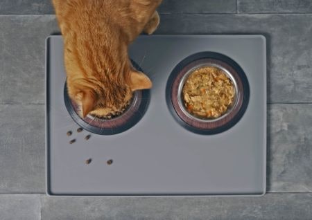 Choose a "Complete" Food to Provide Your Cat With Essential Nutrients, or a "Complementary" Food to Vary Their Diet