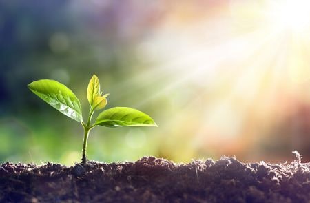 Are You Trying to Kill Weeds or Prevent Their Emergence?