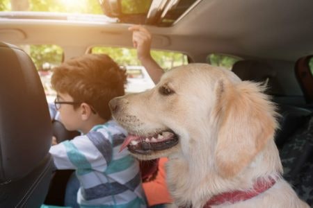 Ensure the Size of the Car Seat Is Suitable for the Size and Weight of Your Dog