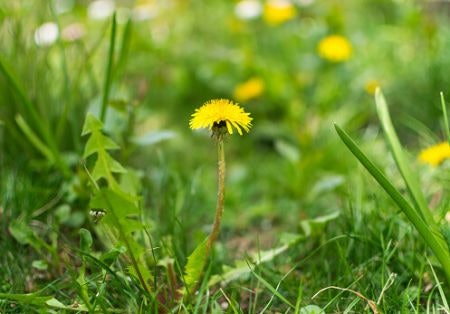 Perennial or Annual - Which Type of Weeds Are You Dealing With?