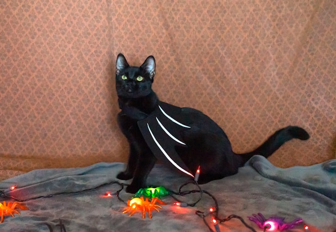 Pick Your Theme - Classic Halloween, Subtle or Novelty