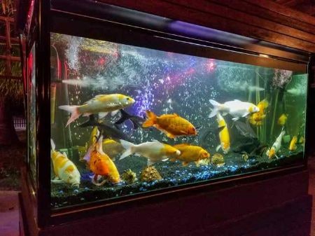 Look Out for Air Stones With LED Lighting to Give Your Cascading Bubbles More Impact