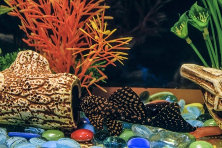 Consider Special Features That Provide Interest and Stimulation for Fish