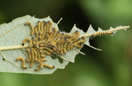 Choose Between a Speciality Insecticide or a Common All-Insect Killer