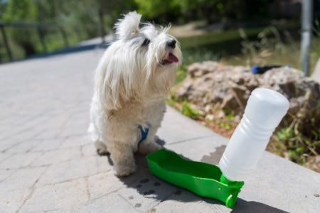 Make Sure to Pick a Bottle Material That's Safe for Your Dog to Drink From