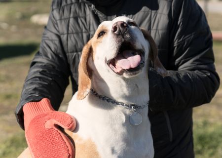 Best dog outlet grooming glove uk