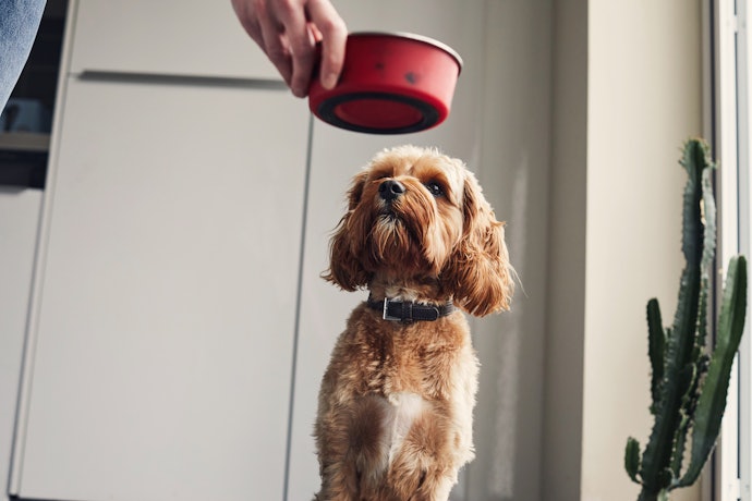 Choose a Complete Meal if You’re After Convenience, or Add a Complementary Food to Improve Your Dog’s Current Diet