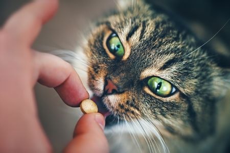 Select a Treat With a Savoury or Meaty Flavour Such as Chicken, Lamb and Fish to Stimulate Your Cat's Appetite