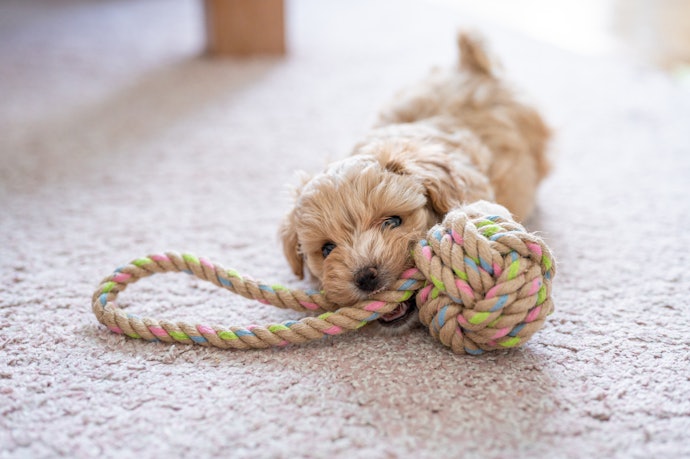 Choose a Lightweight Toy for Puppies and Small Breeds, but Consider Thicker Heavy-Duty Ropes for Large Breeds and Heavy Chewers