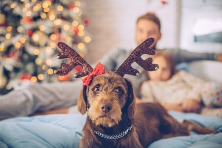 Consider Whether Your Gift Is More Pleasing to Pets or Their Owners