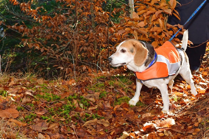 If You'll Be Going on Camping Trips or Evening Walks, Opt for Vests With Reflective Bands to Keep Your Dog Visible at Night