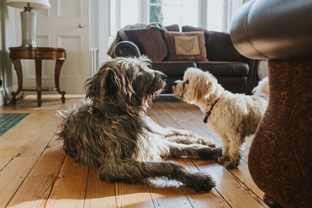 Make Sure to Check if It's Suitable for Your Dog's Age, Especially if You Have an Older Dog