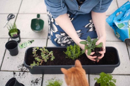 Stick With Just a Few Low-Maintenance Plants Such as Spider Plants if You’re a Beginner