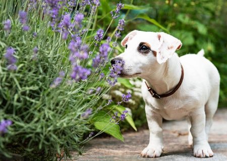 Pick Scented Wipes Such as Lavender or Orange to Leave Your Pooch Smelling Fabulous