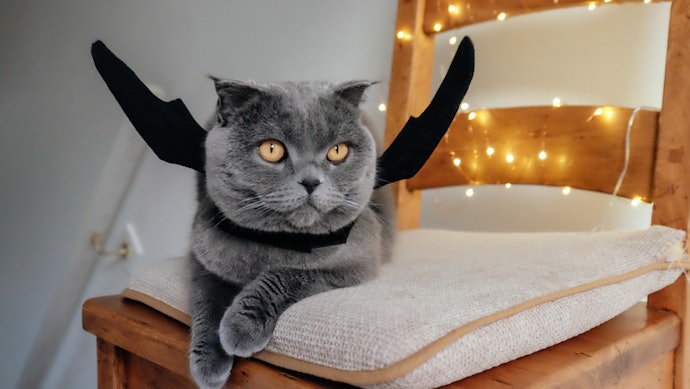 Consider Your Cat's Temperament - Simple Collars and Harness Style Outfits Will Suit Fussier Cats