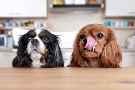 Look Out for a Meaty Flavour Such as Beef or Lamb to Stimulate Your Puppy's Appetite