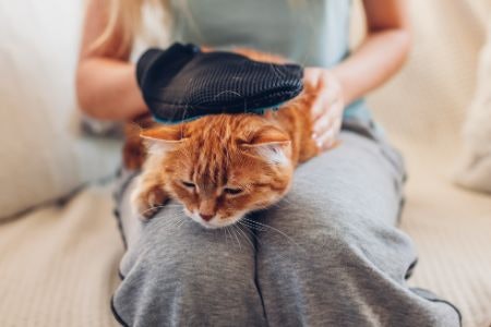 Handheld Brushes Are Readily Available and Easy to Use, but Gloves Are Better for Anxious Cats Who Don’t Like Being Groomed