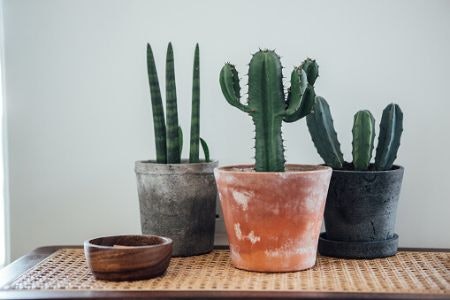 If You Want to House Several Plants, Opt For a Multipack
