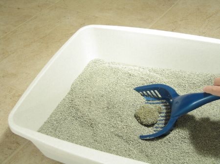 Decide Whether You'd Prefer Clumping or Non-Clumping Litter