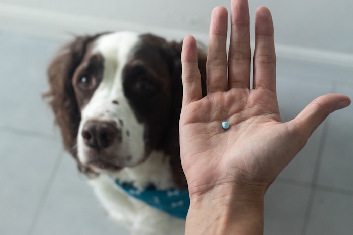 Choose Between Tablets, Paste, Powder or Individual Treats Depending on Your Dog’s Attitude Towards Taking Medication