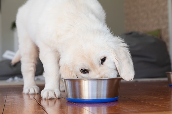Search for Bowls With Slip-Proof Features to Ensure the Stand Stays in Place While They Eat