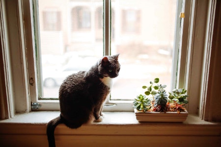 Check the Levels of Natural Light Your Home Receives to Help You Decide Whether to Get an Indoors or Outdoors Plant
