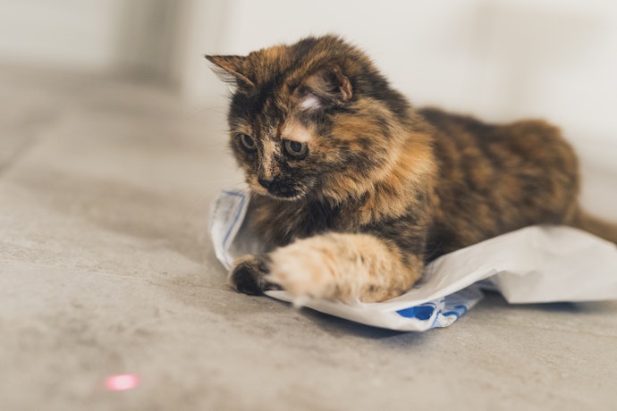 Look for Electronic Toys With Lasers, Lights and Sounds to Get Your Cat’s Attention