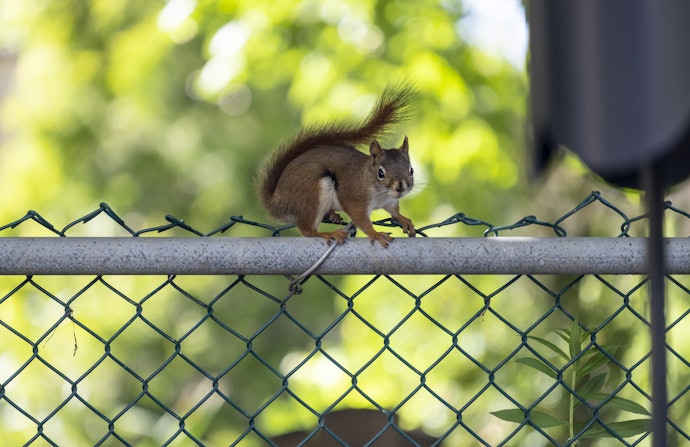 Squirrel Baffles Prevent Jumping and Climbing on to Bird Feeders