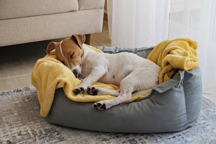 Nest Beds Are Great for Dogs Who Like to Curl Up, While Flat Mattresses Suit Those Who Sleep Sprawled Out