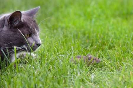 Consider Picking a Collar With a Bell to Alert Birds and Keep Track of Kittens