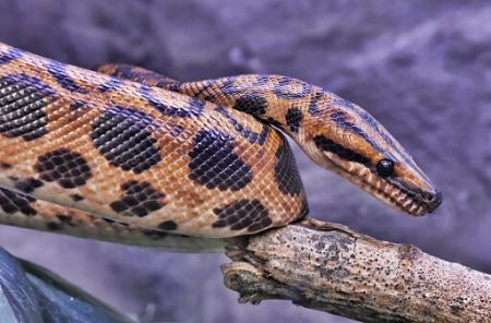 Make Sure to Choose a Size That's at Least Three Times the Length of the Reptile