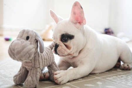 Toys That Suit Your Dog’s Personality Will Keep Them Interested for Longer: Ball Thrower for Active Dogs, or a Squeaky Toy to Grab Their Attention