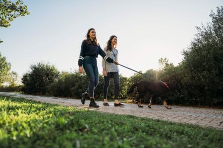 Choose a 1.2m - 1.8m Lead for Walks Around Residential and Trafficked Areas Based on the Size of Your Dog